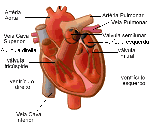 Morfologia do coração